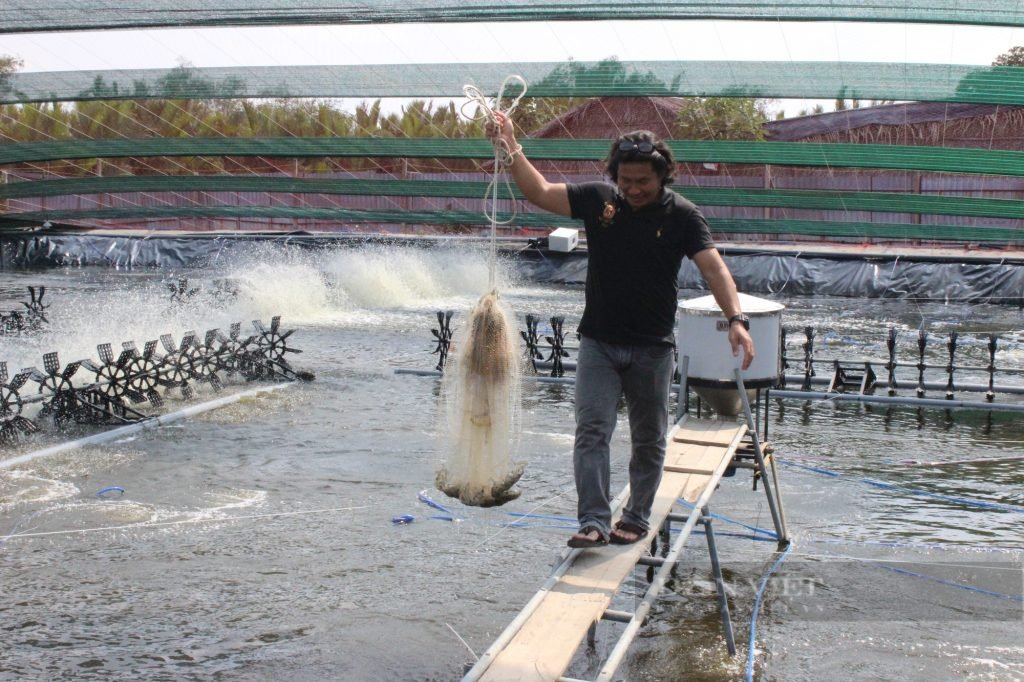 Nuôi tôm công nghệ Cần Giờ tại một huyện nông thôn TPHCM