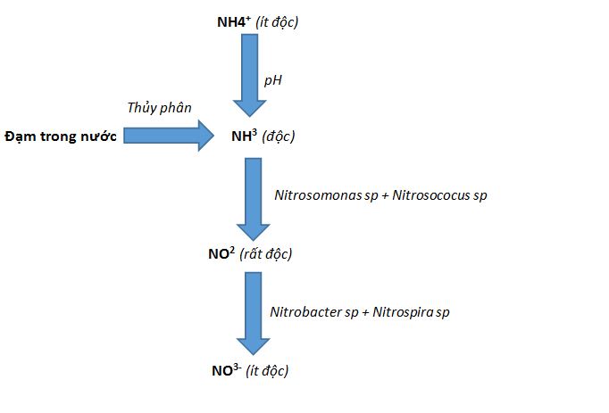 ẢNH HƯỞNG VÀ TÁC HẠI KHÍ ĐỘC NH3-N02 TRONG AO NUÔI TÔM