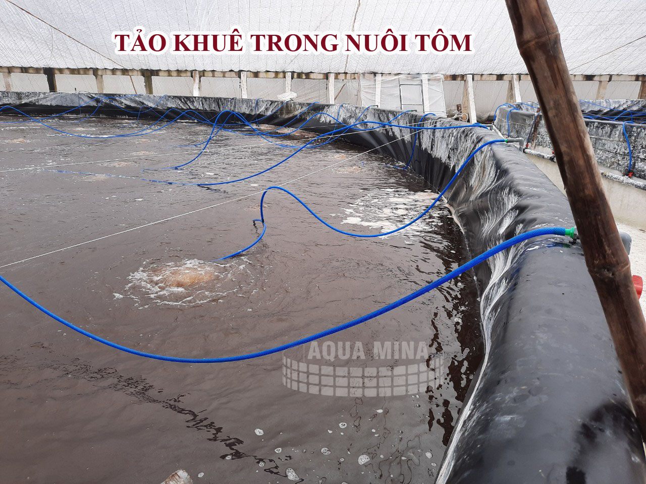 Lợi ích của tảo khuê trong nuôi tôm