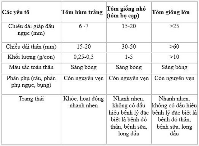 Chia sẻ Cách nuôi tôm hùm hiệu quả