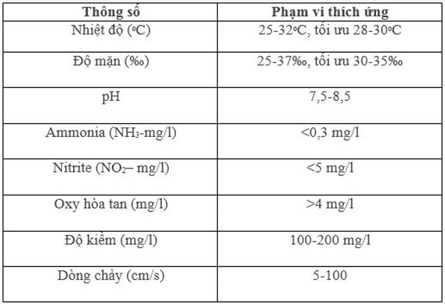 Chia sẻ Cách nuôi tôm hùm hiệu quả