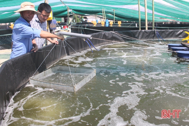 Ngỡ ngàng mô hình nuôi tôm “trên cạn” của nông dân Hà Tĩnh